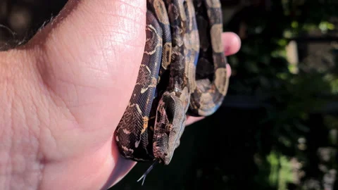 The boa constrictor (Boa constrictor), also called the red-tailed boa Stock Footage 164000570