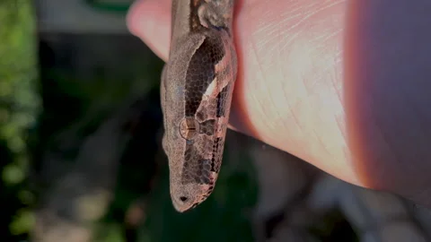 The boa constrictor (Boa constrictor), also called the red-tailed boa Stock Footage 164000807