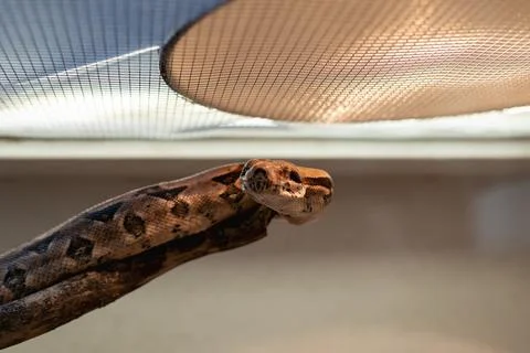 The boa constrictor (Boa constrictor), also called the red-tailed or the co.. Foto stock