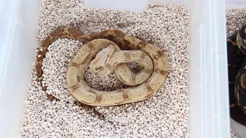 Boa constrictor in a box for sale Stock Footage 265649716