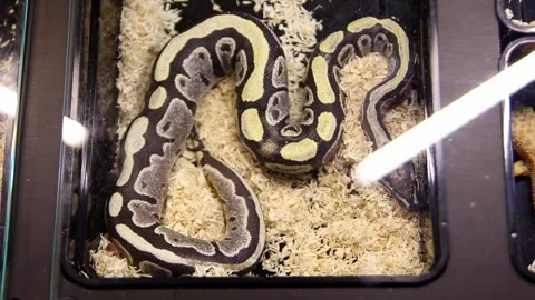 Boa constrictor in a box for sale Stock Footage 265649831