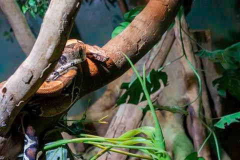Boa constrictor on a branch Stock Photos