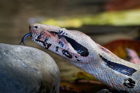 Boa Constrictor -  called the red-tailed boa or the common boa, is a species  스톡 사진