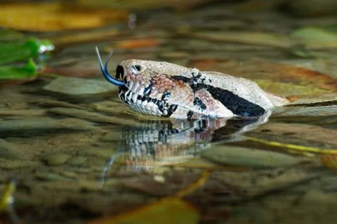 Boa Constrictor -  called the red-tailed boa or the common boa, is a species  Stock Photos