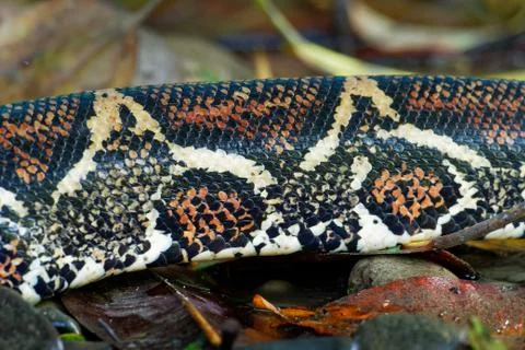 Boa Constrictor -  called the red-tailed boa or the common boa, is a species  Stock Photos