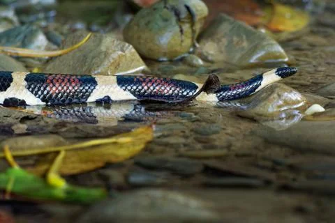 Boa Constrictor -  called the red-tailed boa or the common boa, is a species  Stock Photos