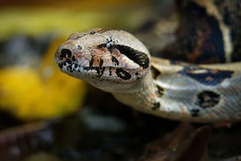 Boa Constrictor -  called the red-tailed boa or the common boa, is a species  Foto stock