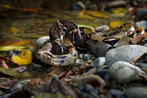 Boa Constrictor -  called the red-tailed boa or the common boa, is a species  Foto stock