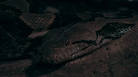 Boa Constrictor closeup Stock Footage 40090193