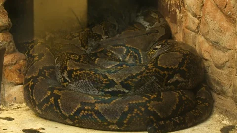 Boa Constrictor Coiled Up In Corner Stock Footage 115134269