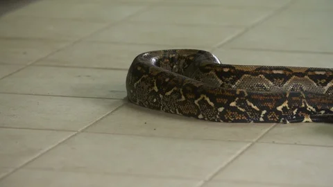 Boa Constrictor | Colourful body, Costa Rica Stock Footage 111044339