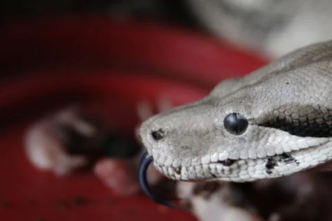 Boa Constrictor. Common Boa Constrictor found throughout Central America and Stock Photos