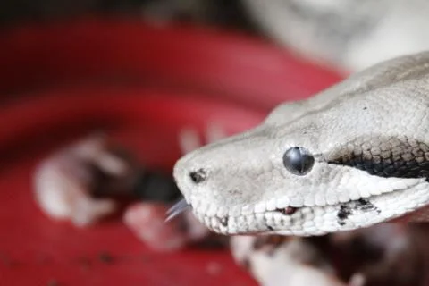 Boa Constrictor. Common Boa Constrictor found throughout Central America and  Stock Photos