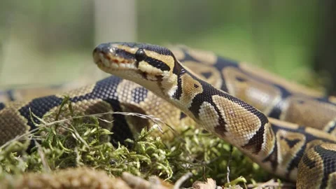 A boa constrictor crawls among the grass. Snake close-up. 스톡 동영상 156812152