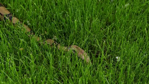 Boa constrictor crawls on the grass Stock Footage 130640829