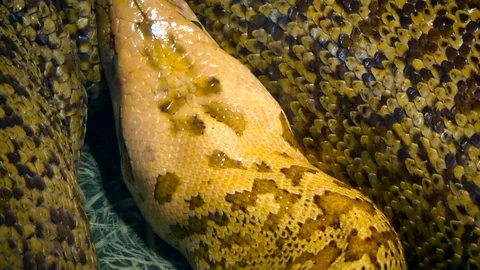 The boa constrictor curled up Video stock 120076983