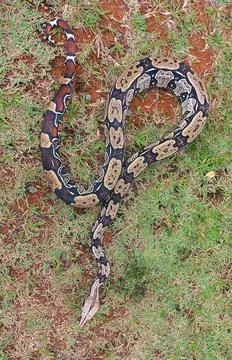 Boa Constrictor in Defensive Position Stock Photos