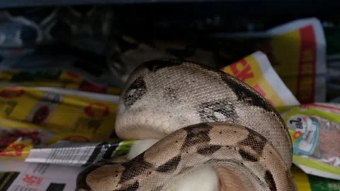 Boa constrictor eats a rat in captivity Stock Footage 148131346