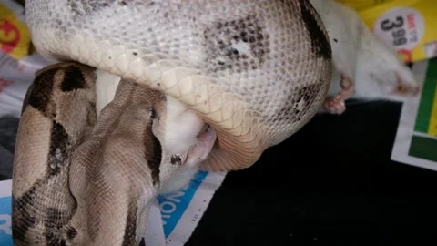 Boa constrictor eats a rat in captivity Stock Footage 148133516