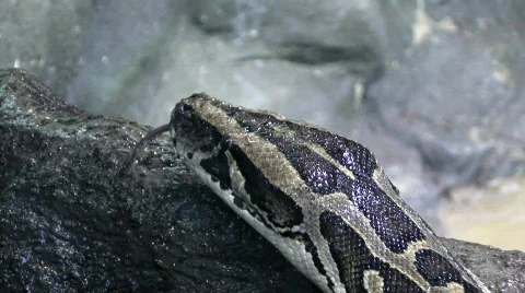 Boa Constrictor 스톡 동영상 825914