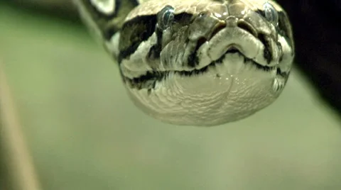 Boa constrictor 스톡 동영상 1075753