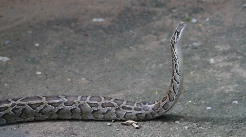 Boa Constrictor Stock Footage 48276410