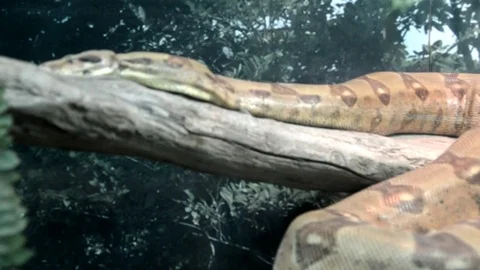 Boa constrictor Stock Footage 75806415
