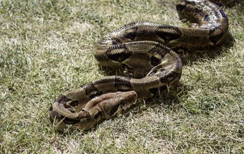 Boa constrictor in forest grass, wild animals and nature Photos