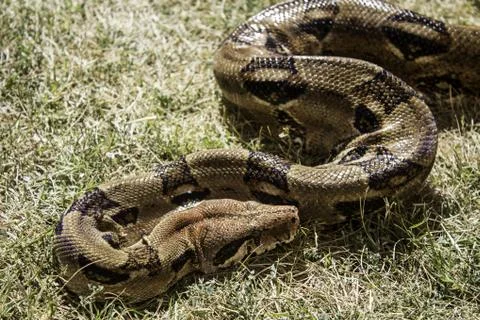 Boa constrictor in forest grass, wild animals and nature Stock Photos