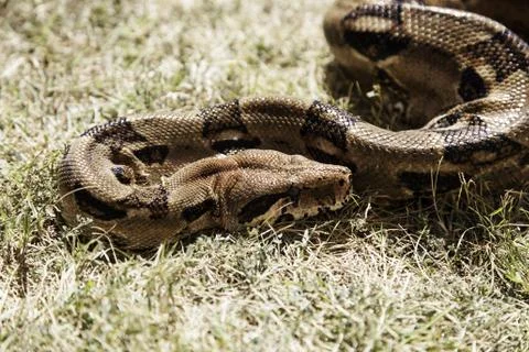 Boa constrictor in forest grass, wild animals and nature Stock-Fotos