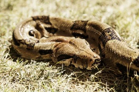 Boa constrictor in forest grass, wild animals and nature Stock-Fotos