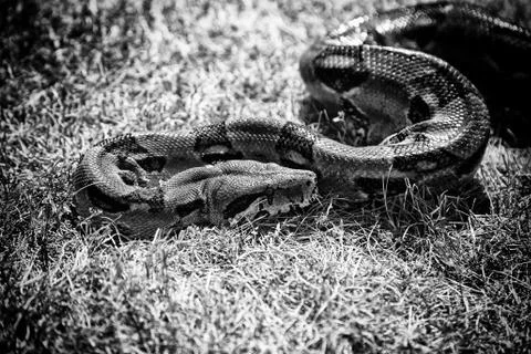 Boa constrictor in forest grass, wild animals and nature Stock-Fotos