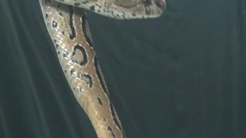 Boa Constrictor Gently Moving Inside a Carrying Bag Stock Footage 320737266