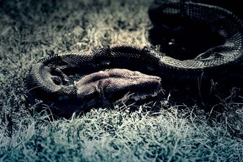 Boa constrictor on grass Stock-Fotos
