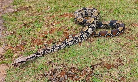Boa Constrictor in the Grass Stock Photos