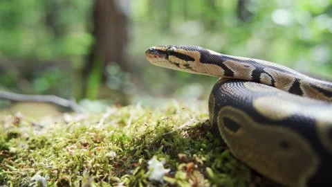 Boa constrictor in green grass close-up. The snake looks around and sticks out Stock Footage 156724887