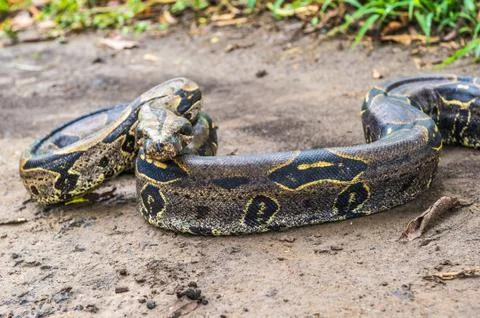 Boa constrictor on the ground in Peru Stock Photos