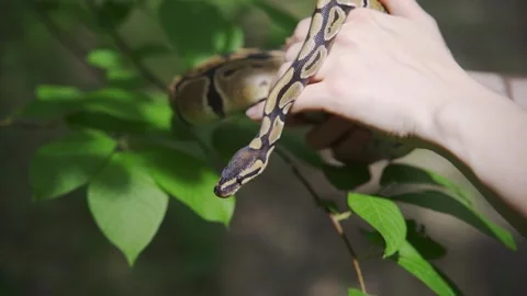 Boa constrictor in hands on the background of a green plant close-up. A Stock Footage 156814074