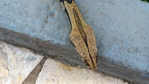 Boa Constrictor Head in Close-Up Stock Photos