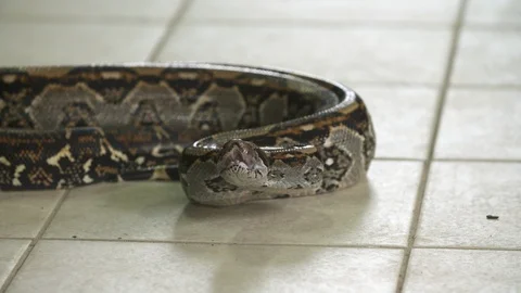 Boa Constrictor Head | Ready to Strike, Costa Rica Stock Footage 111044447