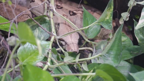 Boa Constrictor Hiding Among Vegetation - Zoom In Stock Footage 276069786