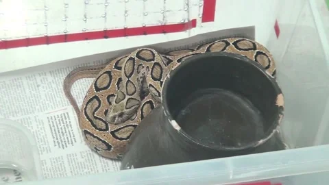 Boa Constrictor Hiding Beneath Newspaper Indoors Stock Footage 320737267