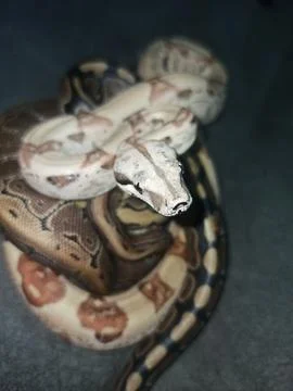 Boa Constrictor Imperator snake Stock Photos