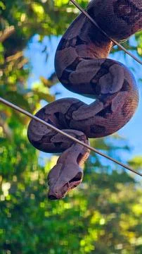 Boa Constrictor in the Lush Forest Stock Photos
