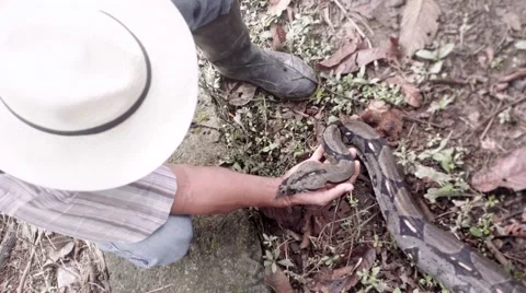 Boa constrictor moving around the hand of a biologist Stock Footage 65404001