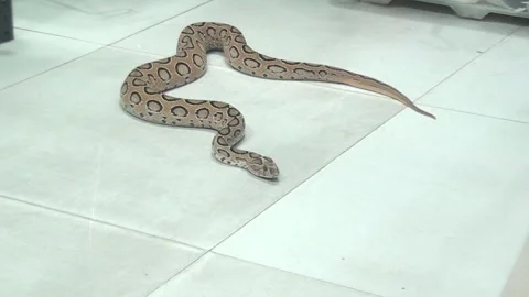 Boa Constrictor Moving Elegantly While Sensing Surroundings in 4K Stockbeeldmateriaal 320737222