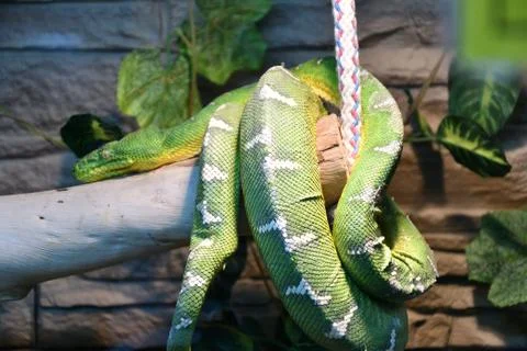 Boa constrictor mythology whose function, or green tree Boa (LAT. Corallus ca Stock Photos