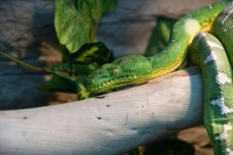Boa constrictor mythology whose function, or green tree Boa (LAT. Corallus ca Foto stock