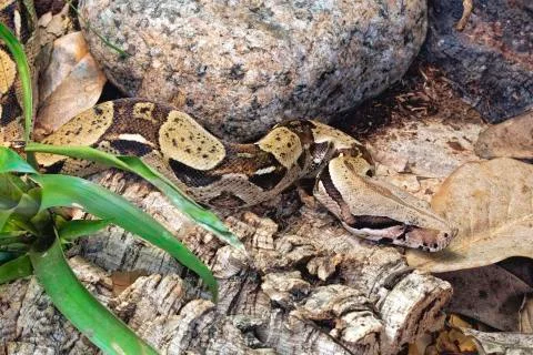 Boa constrictor Native to rainforest of Central and South America Foto stock