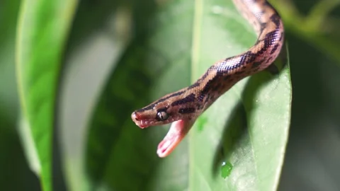 The boa constrictor opens its mouth and shows its teeth. Dangerous snake, exotic Stock Footage 148405919